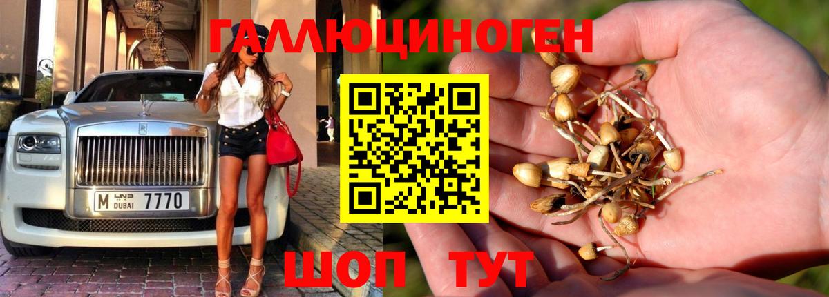 Галлюциногенные грибы Psilocybine cubensis Иркутск